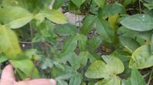 ''Маракуйя Северная'' Зимует, растет и плодоносит в холодном климате.