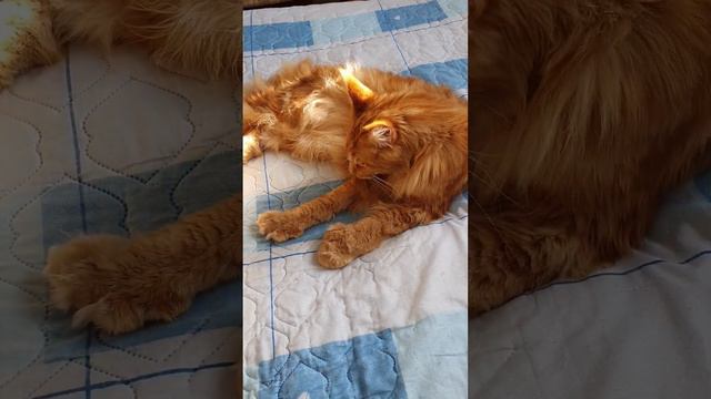 Джазик (мейн кун). Утро. смотреть онлайн
