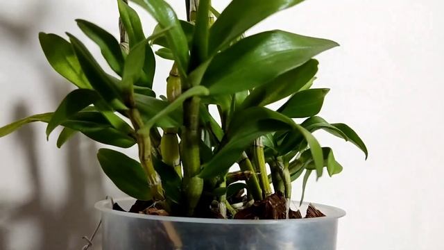 Dendrobium Bellatulum, Dendrobium Jiaho Candy