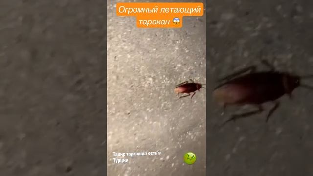 так выглядит огромный летающий таракан в Турции смотреть онлайн