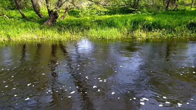 Река весной! смотреть онлайн