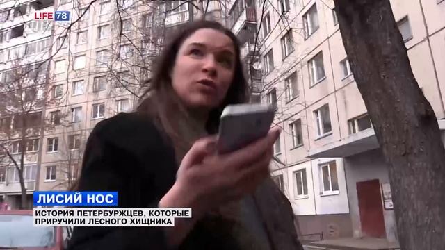 Петербуржцы приютили лесного хищника смотреть онлайн