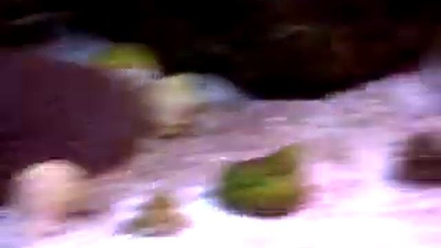 My Reef Aquarium week 1 LED Red 90w смотреть онлайн