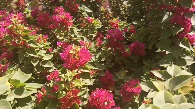 أضرار الجهنمية لو تعلمونها لن تغرسوها أبدا / شجرة المجنونة / شجرة بوغنفيلية منظارية