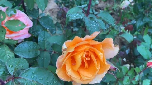 Перший сезон троянди Луї де Фюнес (Louis de Funes) смотреть онлайн