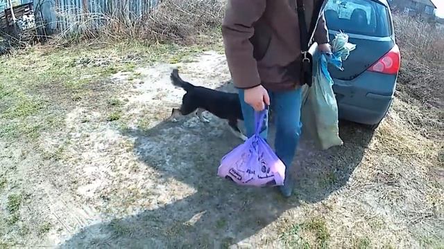 КУРЫ ДОМИНАНТ ЛИДИРУЮТ ПО ЯЙЦЕНОСКОСТИ. ФЕРМЕР ПОСОВЕТОВАЛ 4 ВИДА ОТЛИЧНЫХ ПОРОД КУР смотреть онлайн