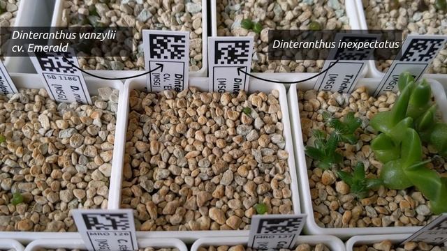 ? Lithops, Conos, etc. 2 months after sowing смотреть онлайн
