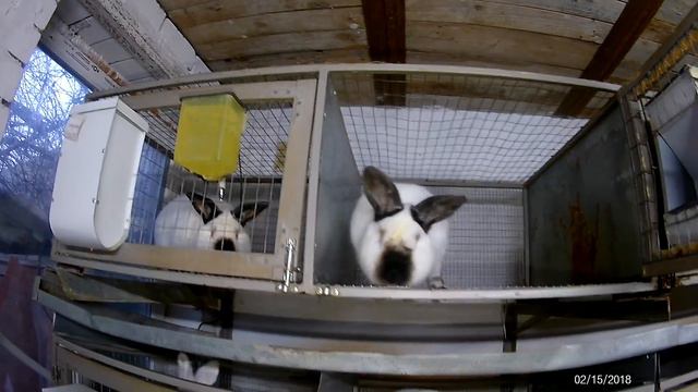 Рабочие самцы ЛПХ 