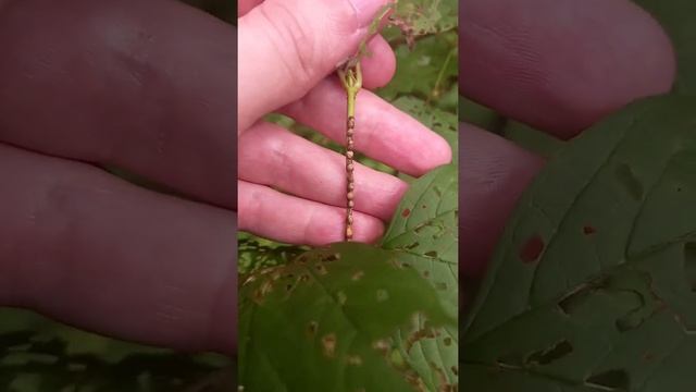 Яйца калинового листоеда на ветке смотреть онлайн