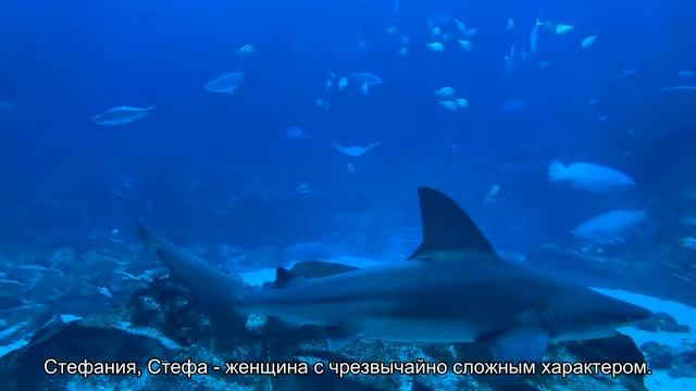 Значение имени Стефания. Толкование, судьба, характер смотреть онлайн