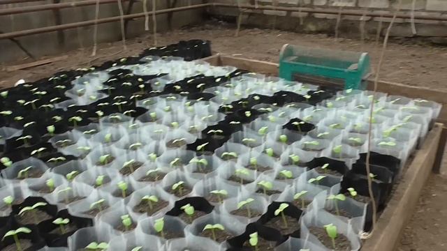 Всходы и прополка рассады смотреть онлайн