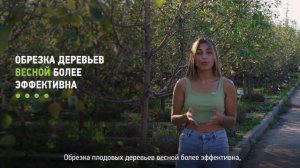 Уход за плодовыми деревьями. Правильный уход за плодовыми деревьями в саду и на участке