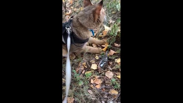 Симба Чаузи Ф1 и птица смотреть онлайн