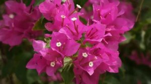 Бугенвиллия сбрасывает листья и прицветники? Почему и что делать.