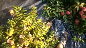 Кустовая или сланцевая формировка персика.