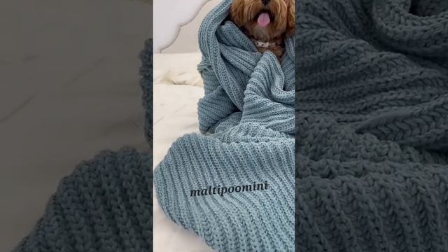maltipoomini выпускница фотомодель и красавица -БЕЛЛА мальтипу Ф1 ?? смотреть онлайн