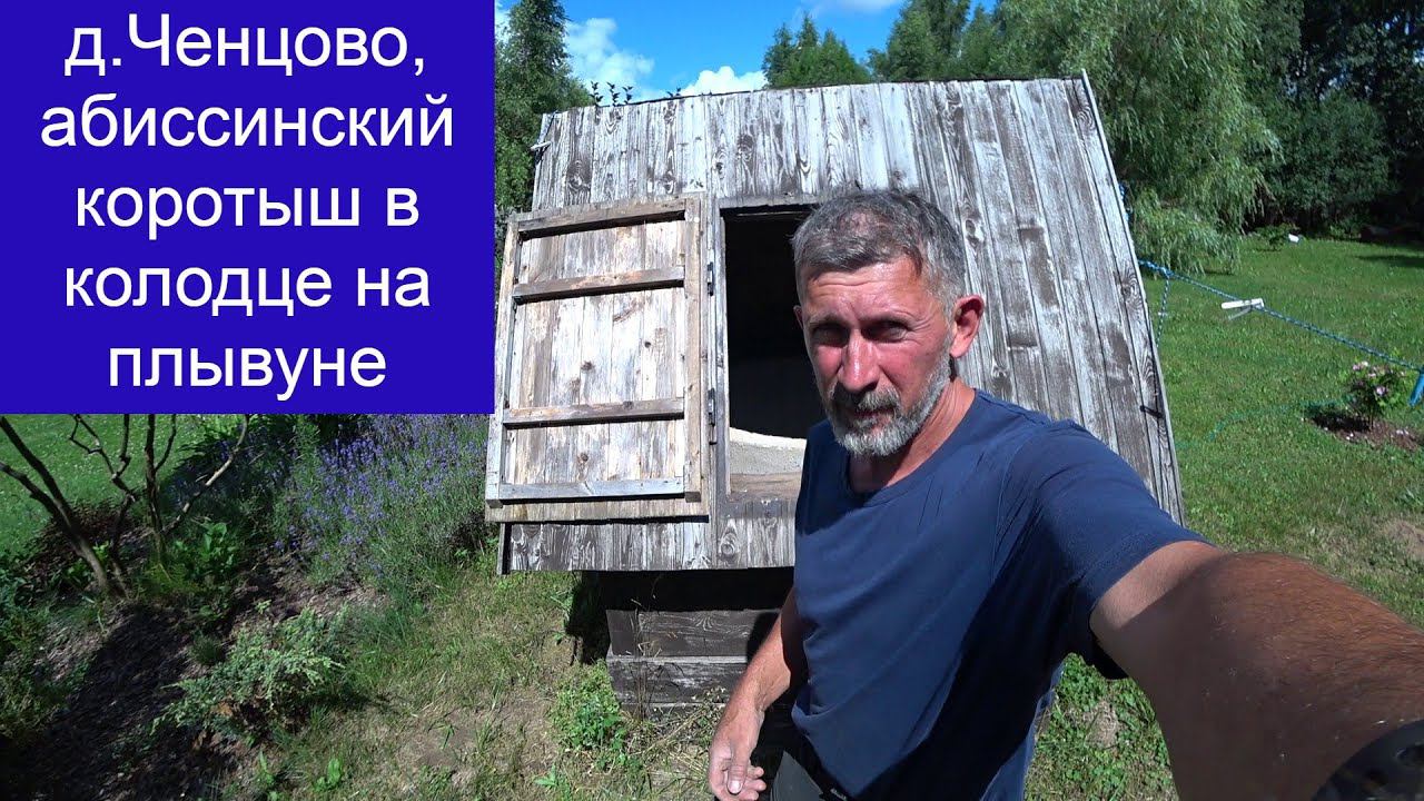 д.Ченцово, коротыш абиссинки в колодце на плывуне! смотреть онлайн