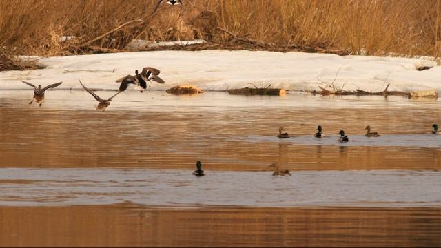 ?ВЕСЕННЯЯ ОХОТА: УТКА ГУСЬ ВАЛЬДШНЕП смотреть онлайн