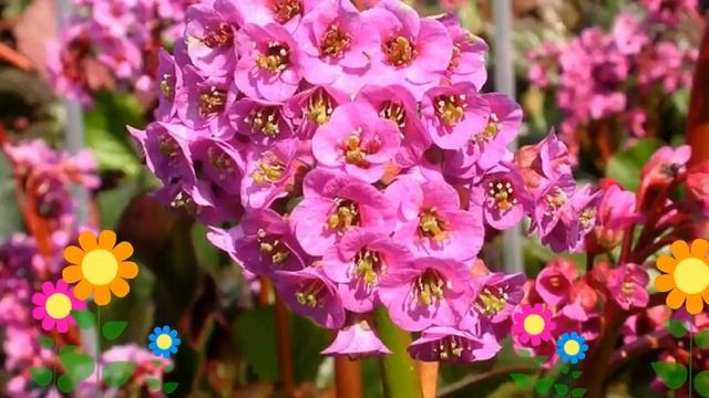 Бадан сердцелистный Ротблам (Rotblum). Краткий обзор, описание характеристик, где купить саженцы