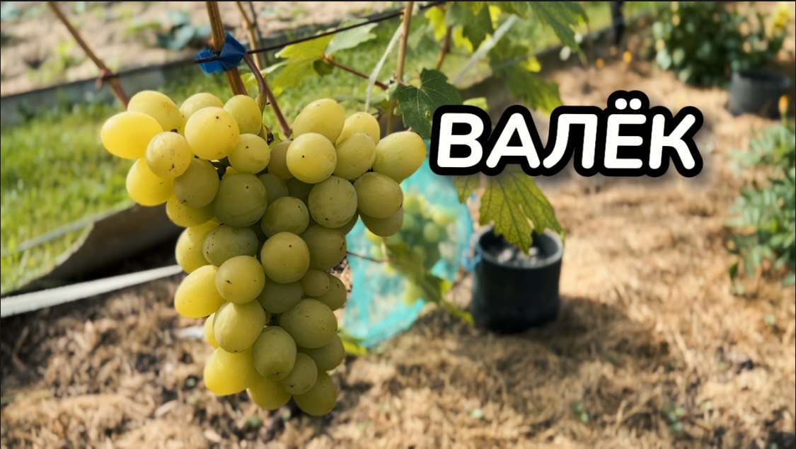 Виноград. Сорт ВАЛЁК. Полное описание и рекомендации по выращиванию / Сорта винограда смотреть онлайн