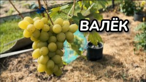 Виноград. Сорт ВАЛЁК. Полное описание и рекомендации по выращиванию / Сорта винограда