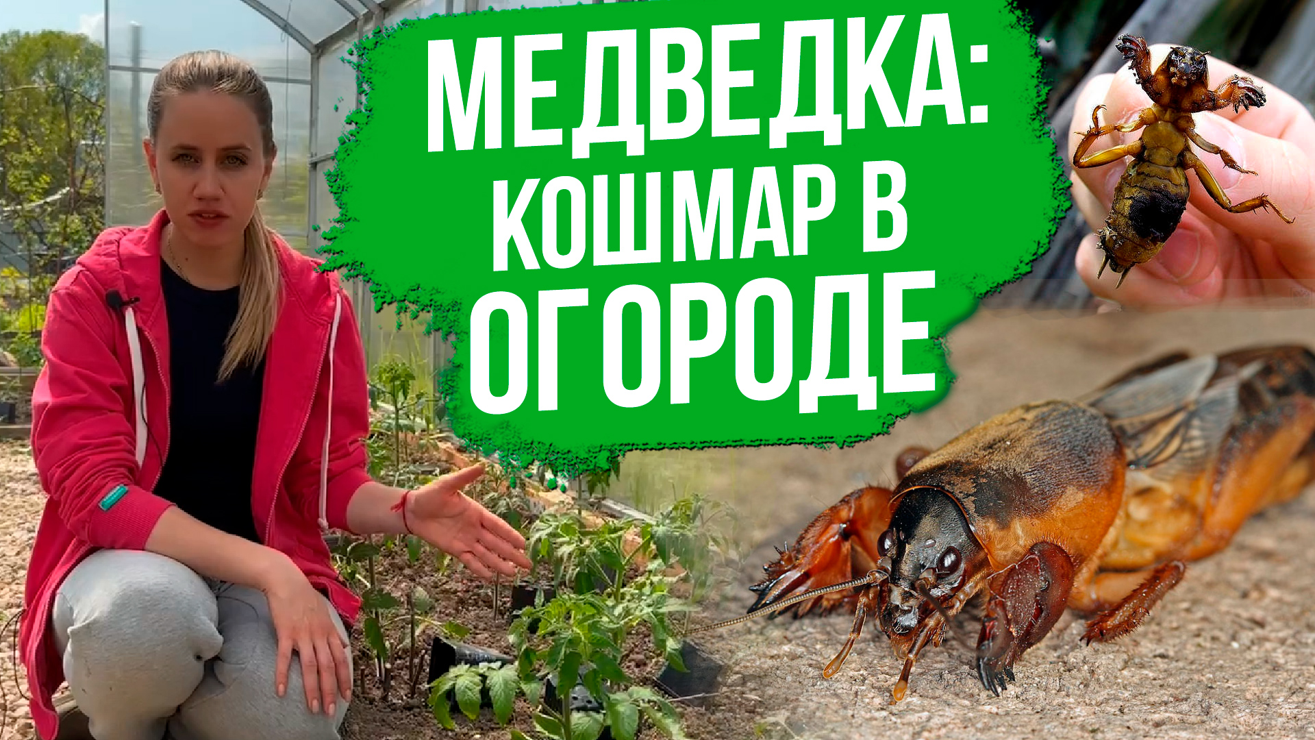 Как избавиться от медведки на участке. Простые способы борьбы с медведкой. смотреть онлайн