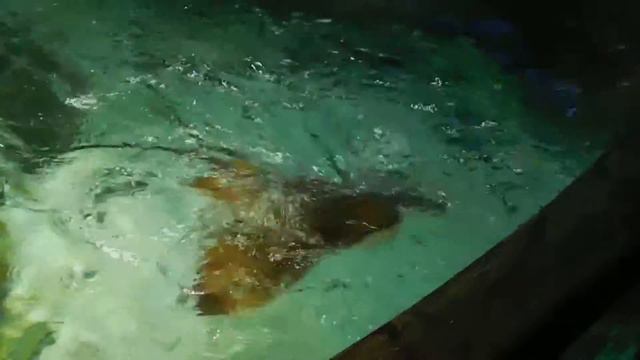 милый скат смотреть онлайн