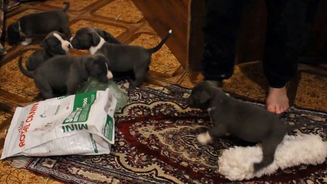 Щенки Ам. стаф. терьера голубого окраса, кобели смотреть онлайн