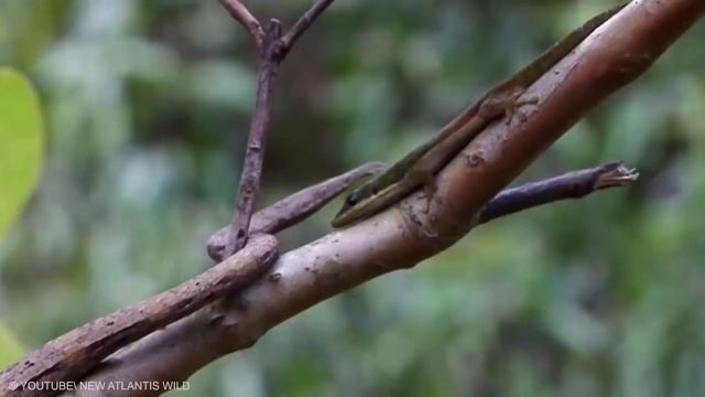 Top 10 Rarest snakes in the world ?? смотреть онлайн