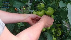 Формируем полудетерминантные томаты