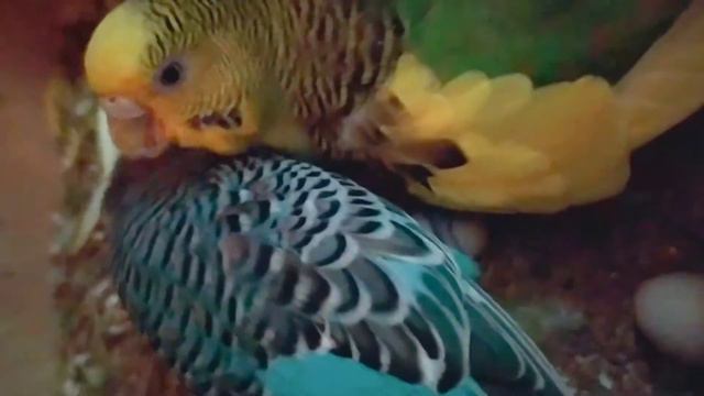 два птенца теперь у Кеши и его жены , вылупился второй попугайчик смотреть онлайн