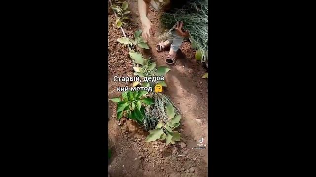 Кладем полынь в теплицу от различных вредителей. смотреть онлайн