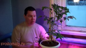 Выращивание томатов на двух корнях