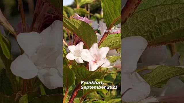 #herbst im #garten #frankfurt #germany #autumn #europe #sunset смотреть онлайн