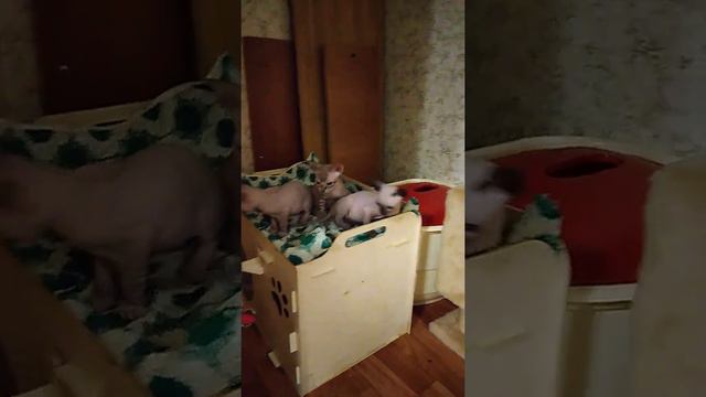 Малыши сфинксы 09.04.2021д.р.(2) смотреть онлайн