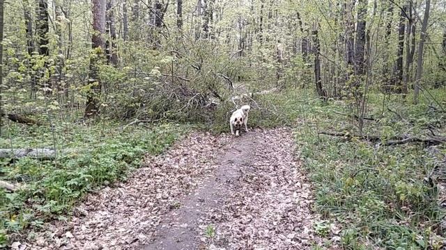 Гуляем с Джоном Рэмбо. Особенности Американской Акиты. смотреть онлайн