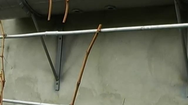 Обрезка винограда. 4 г. Тетянина садиба 2012