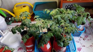 Рассада томатов,одна зацветает,другая всходит через день после посева