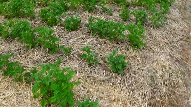 Летнее выращивание картофеля - молодая картошка будет до зимы! смотреть онлайн