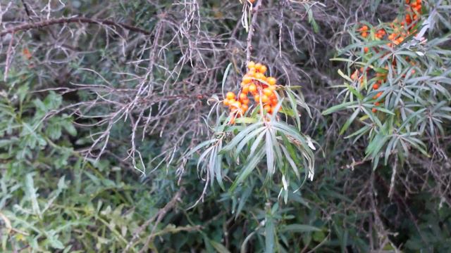 Бультерьер на прогулке в полях. Игры собак. Минибуль Дан и Вита. смотреть онлайн