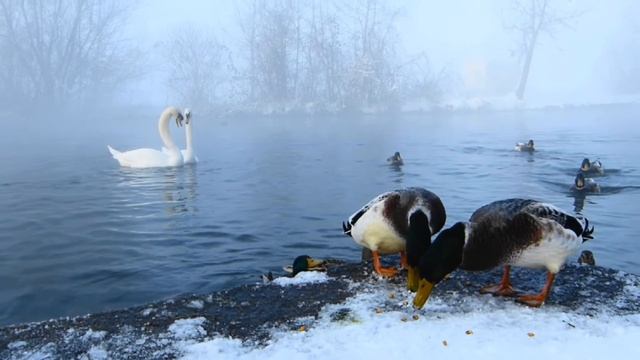 белая лебедь подруга весны... смотреть онлайн