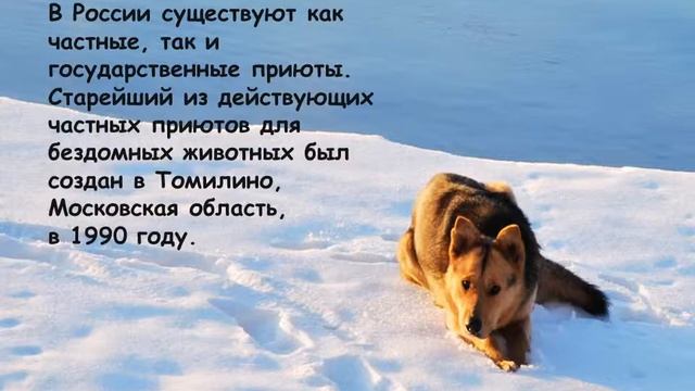 16 августа - Всемирный день бездомных животных смотреть онлайн