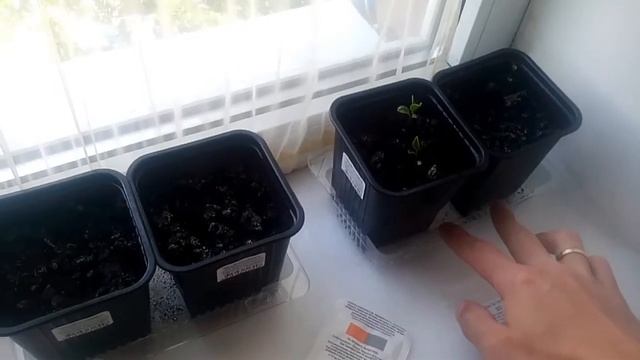 Кулинарные Ингредиенты