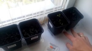 Как сажать семена чая))