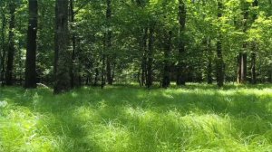 Коран,прекрасная чтение Корана, лечения для души, Вылечить сердца в сместе слушайте Коран шум водой