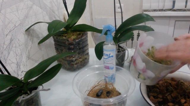 Какой субстрат нужен для посадки орхидей? смотреть онлайн