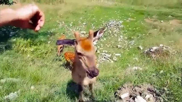 Золотой Олень смотреть онлайн