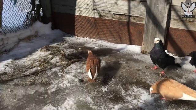 Курские голуби Трубицына Александра. Март 2021 смотреть онлайн