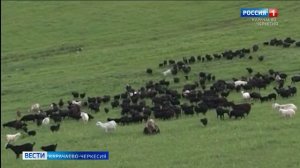 Карачаевский волкодав занесен в Международную племенную книгу