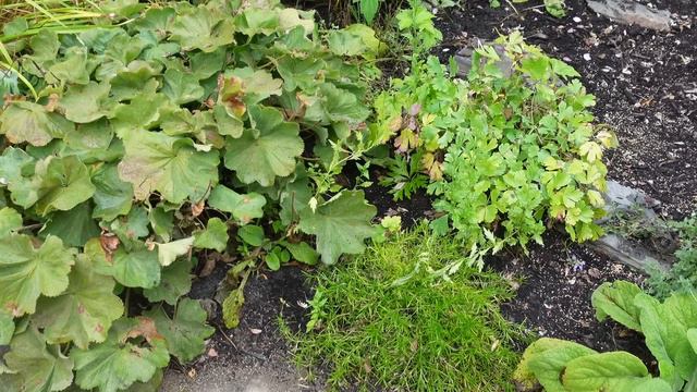 September Cottage Garden TOUR With PLANT NAMES And Locations! Beautiful Maine Garden.